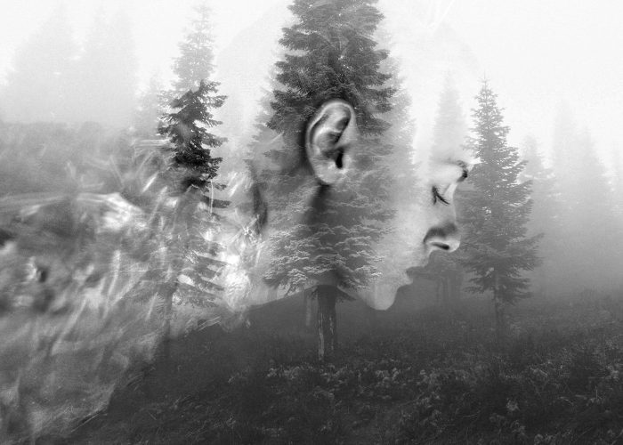 1342-foggy-forest-misty-trees2